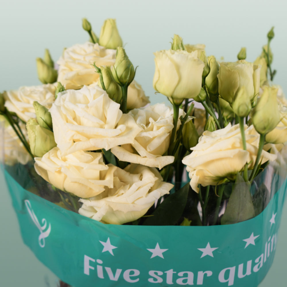 Lisianthus Rosita Yellow (10 Stems)