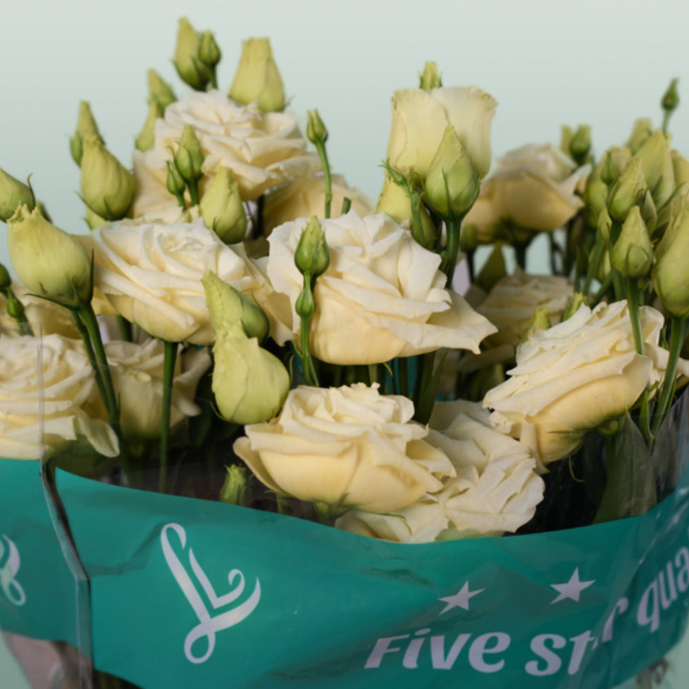 Lisianthus Rosita Yellow (10 Stems)