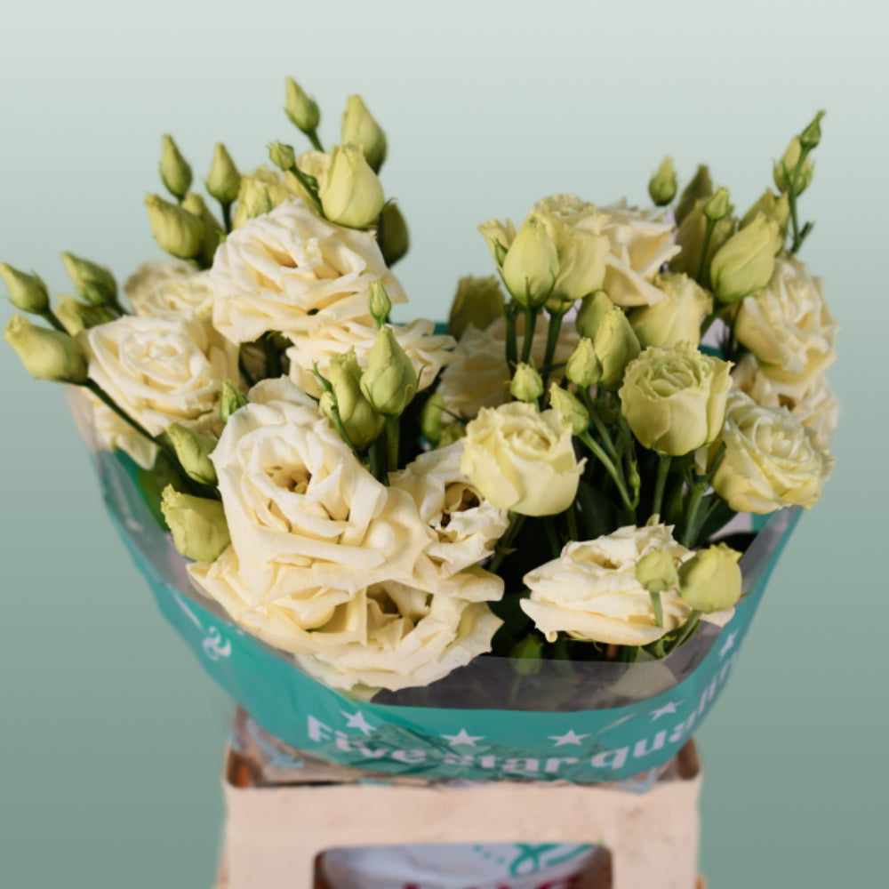 Lisianthus Rosita Yellow (10 Stems)