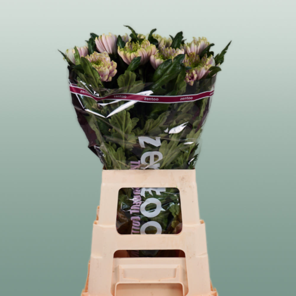 Chrysanthemum G Rossano Charlotte (10 Stems)
