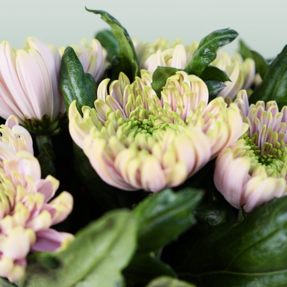 Chrysanthemum G Rossano Charlotte (10 Stems)