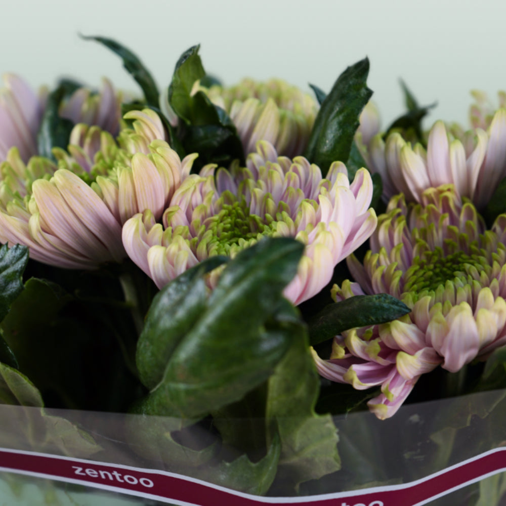 Chrysanthemum G Rossano Charlotte (10 Stems)