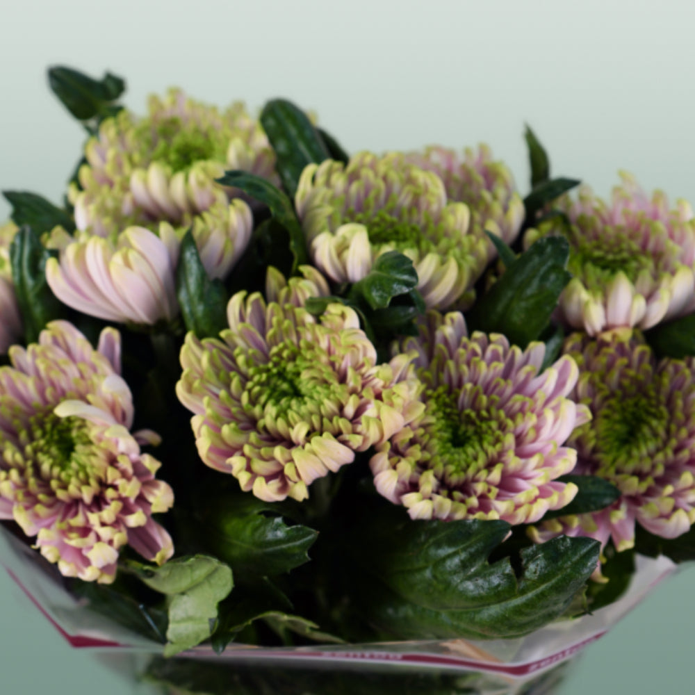 Chrysanthemum G Rossano Charlotte (10 Stems)