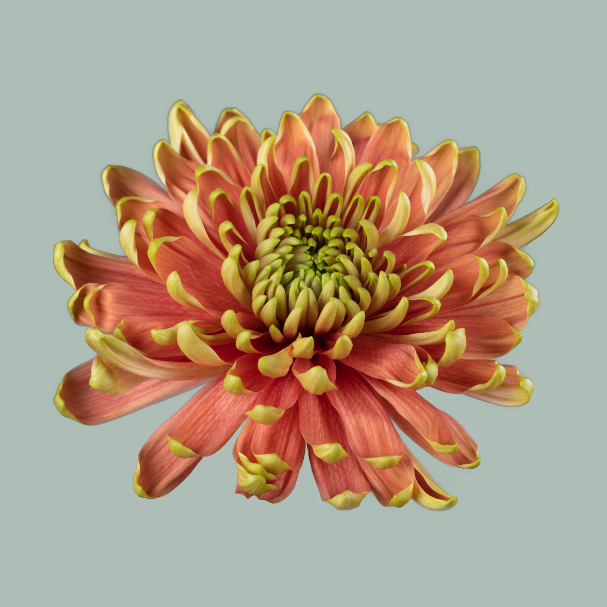 Luxury Pink Rossanno Chrysanthemum Bouquet