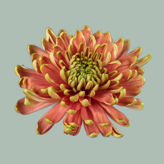 Chrysanthemum Rossano Elizabeth (10 Stems)