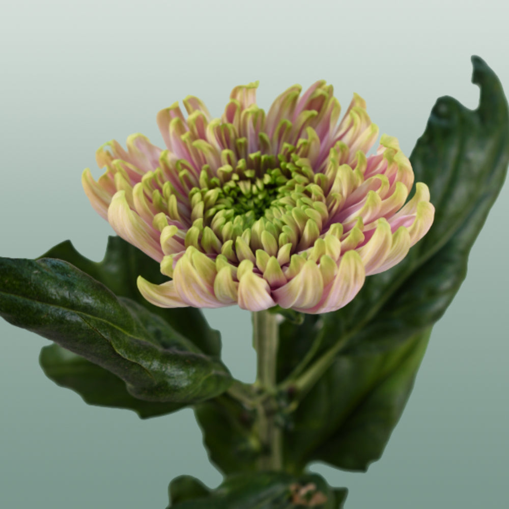 Chrysanthemum G Rossano Charlotte (10 Stems)