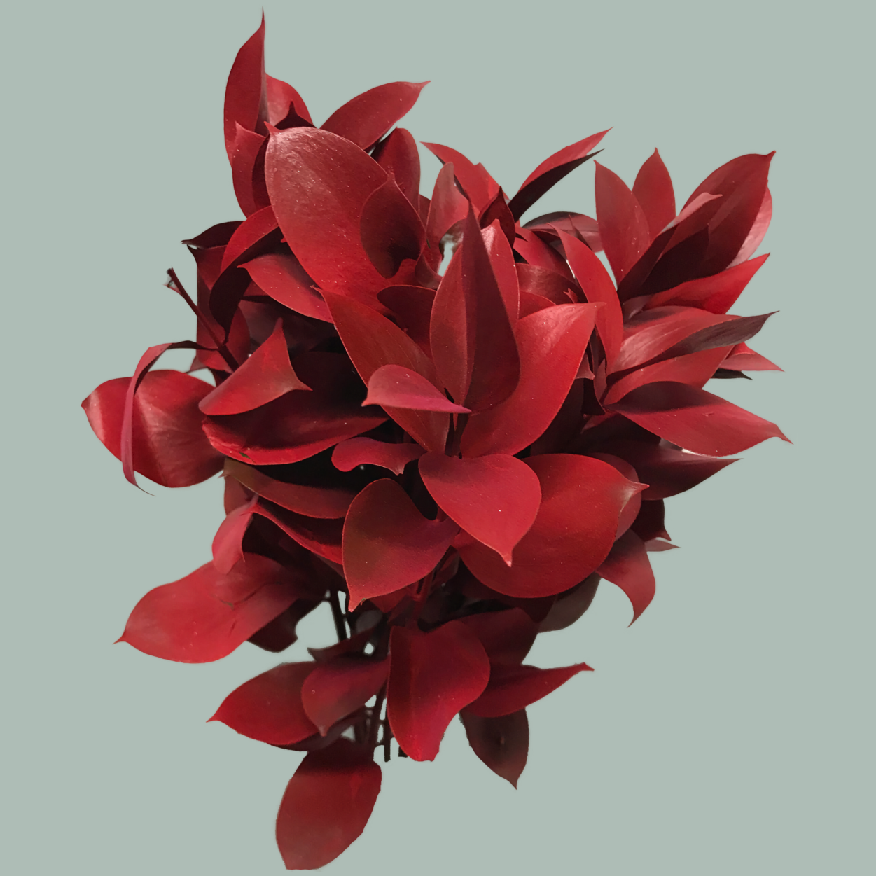 Dec Ruscus Hard Dyed Red