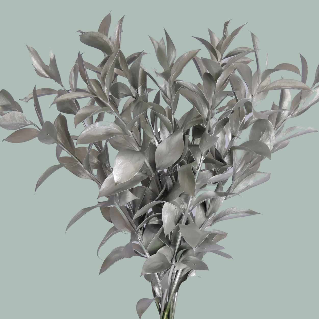 Dec Ruscus Hard Dyed Silver