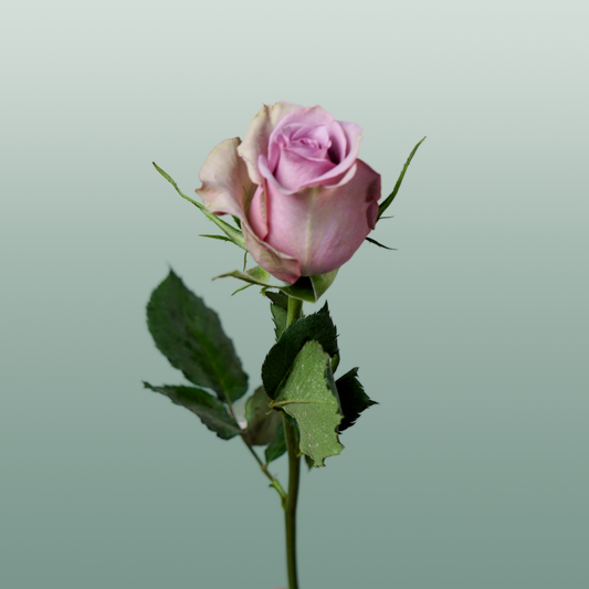 Rose Samantha Bridal