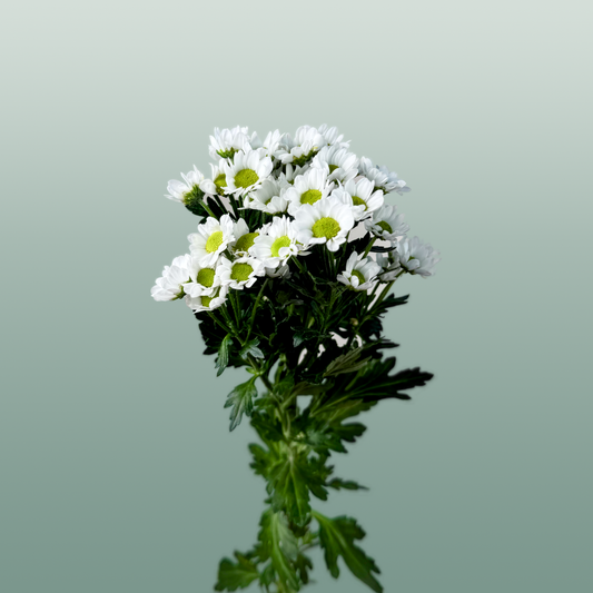 Chrysanthemum Santini Madiba Lindi (25 Stems)