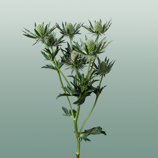Eryngium Sirius Questar (Thistle)