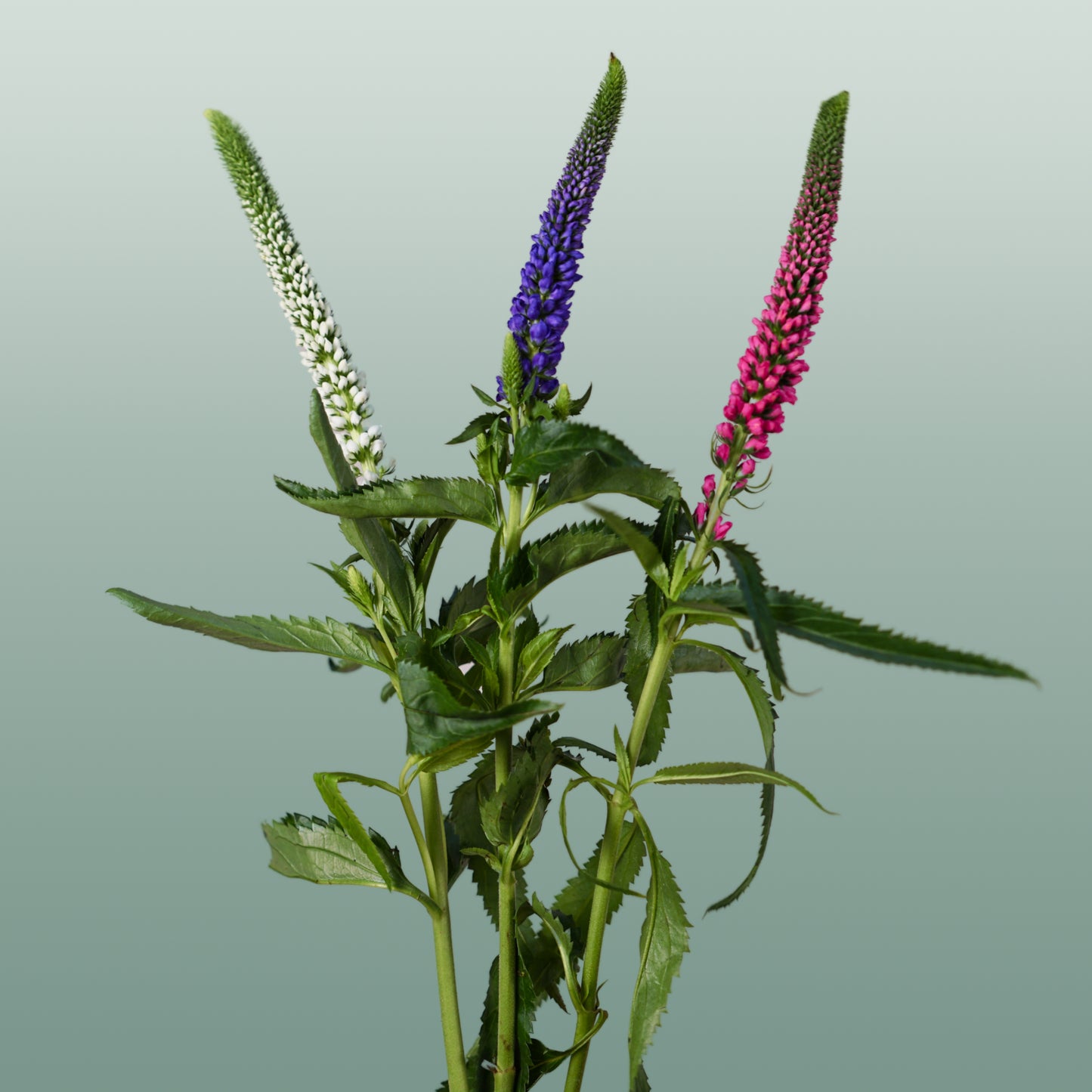 Veronica Smart Colours Mixed (25 Stems)