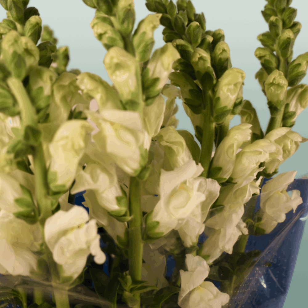 Antirrhinum Antibes White (10 Stems)