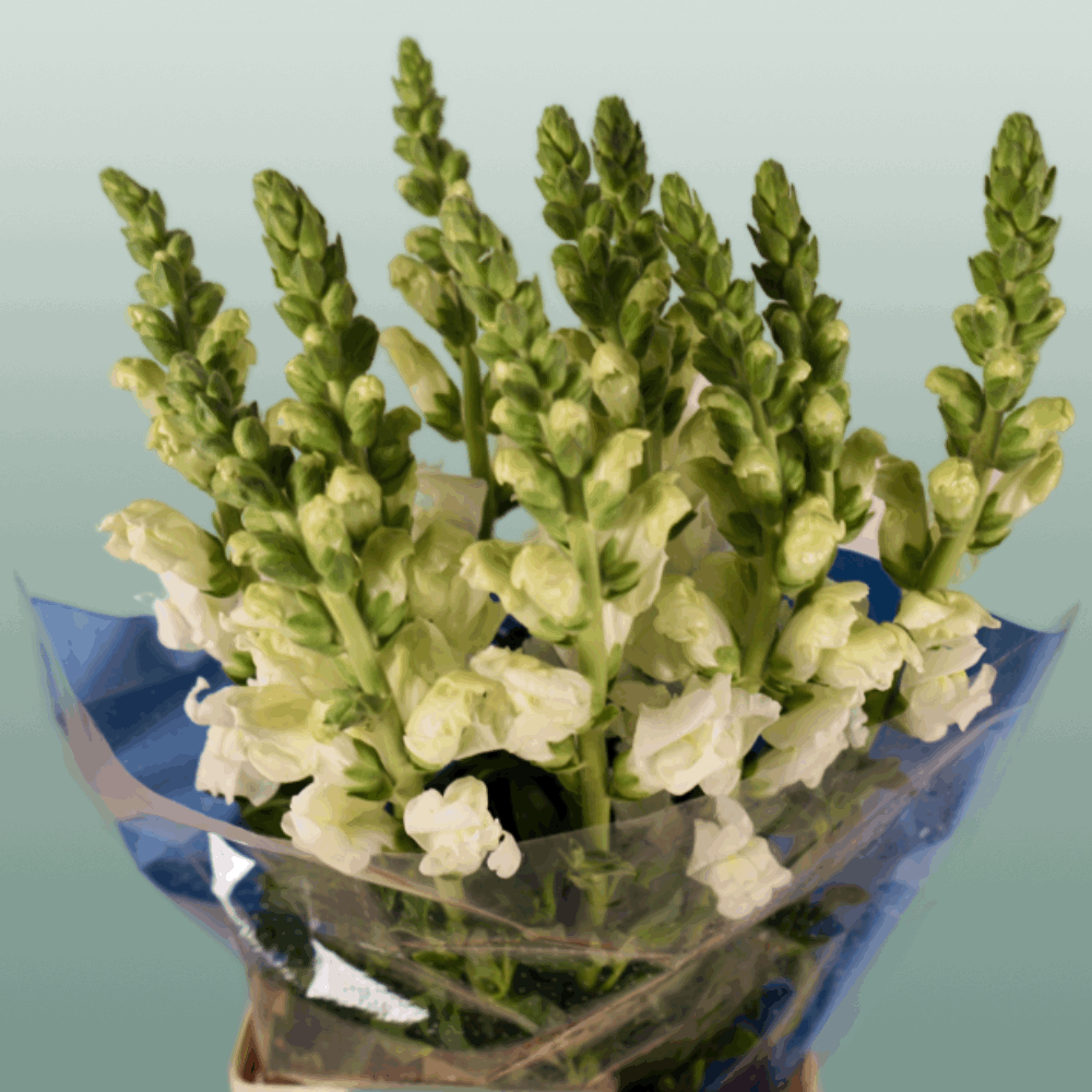 Antirrhinum Antibes White (10 Stems)