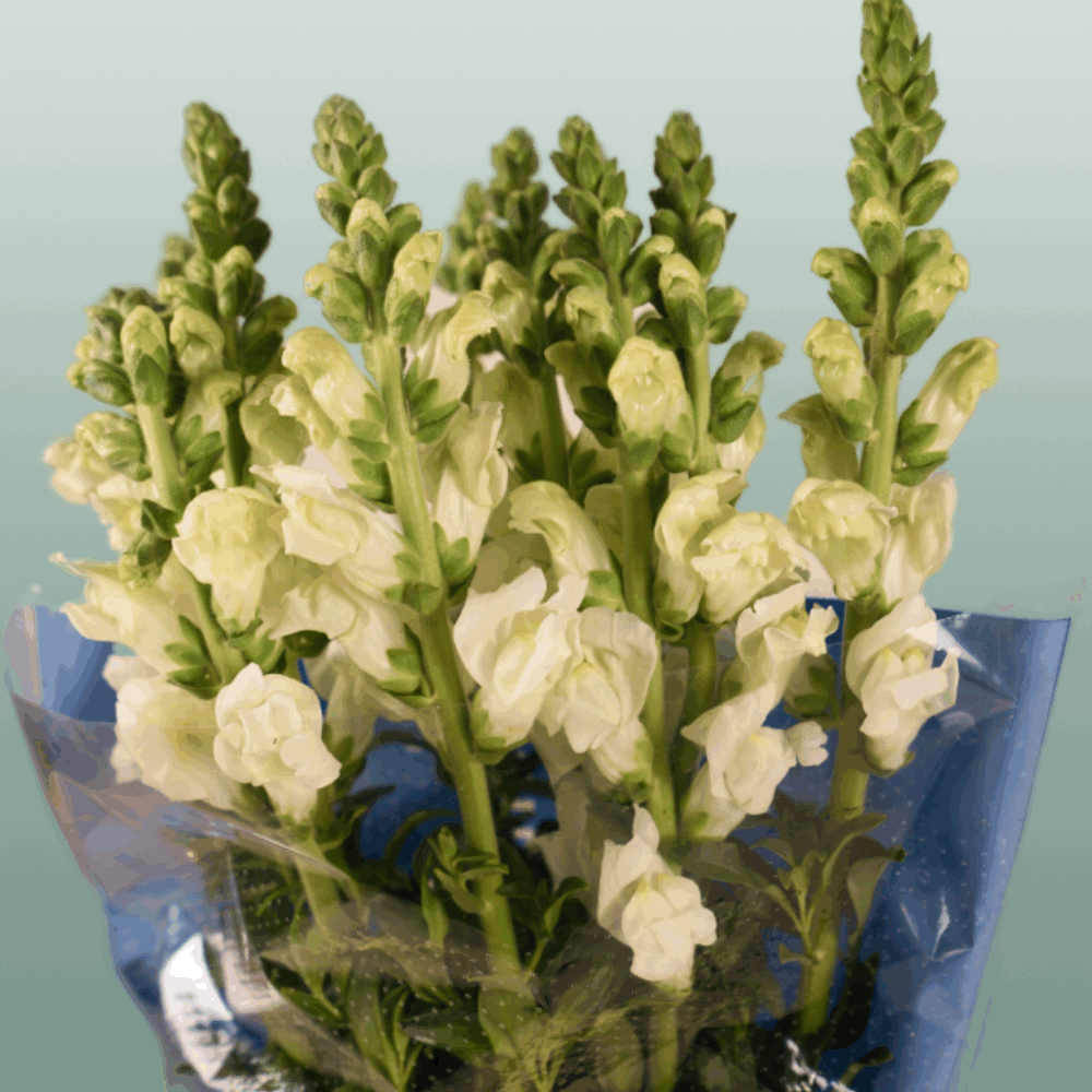Antirrhinum Antibes White (10 Stems)