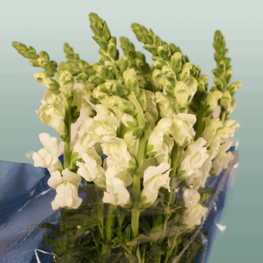Antirrhinum Antibes White (10 Stems)