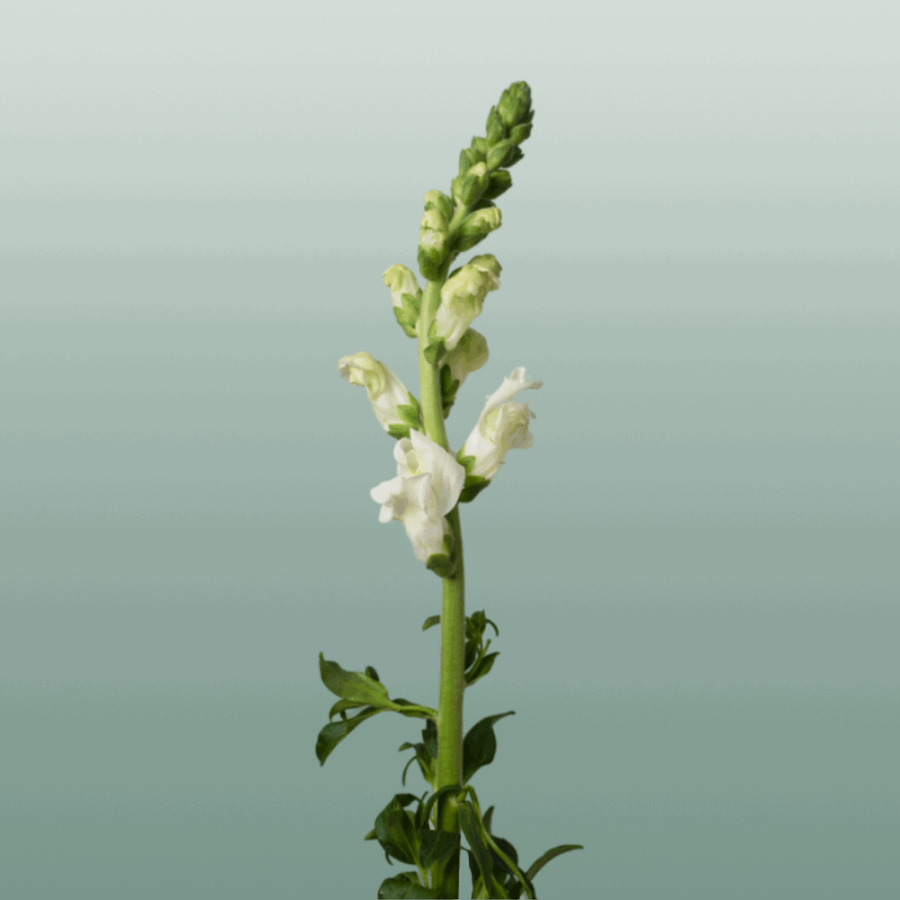 Antirrhinum Antibes White (10 Stems)