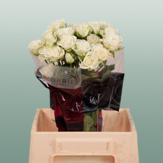 Rose Snowflake (Spray) (10 Stems)