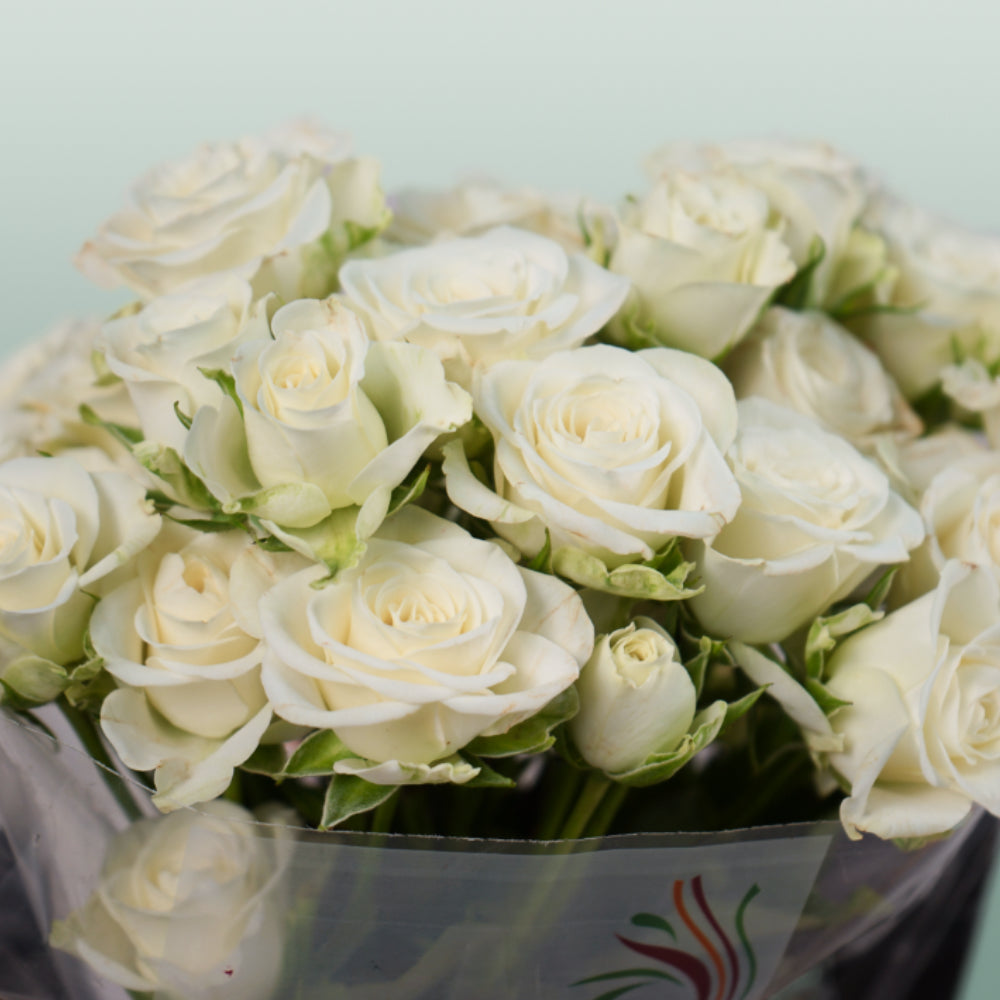 Spray Rose Snowflake (10 Stems)