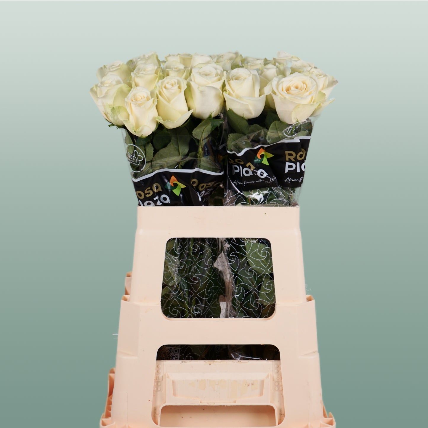 Rose Snowstorm 40-60cm (20 Stems)
