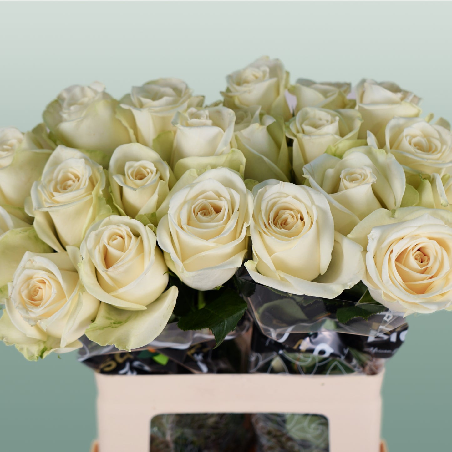 Rose Snowstorm 40-60cm (20 Stems)