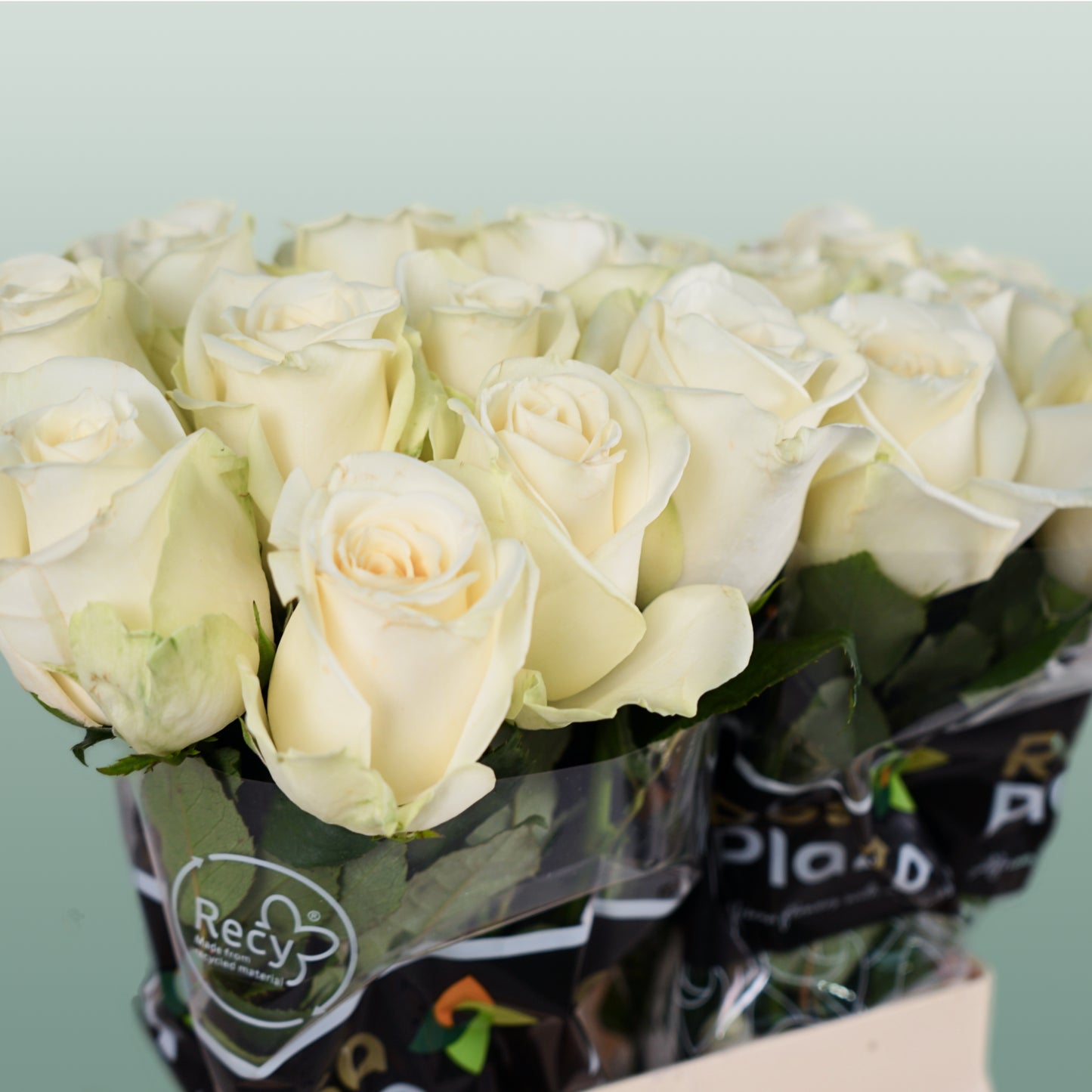 Rose Snowstorm 40-60cm (20 Stems)