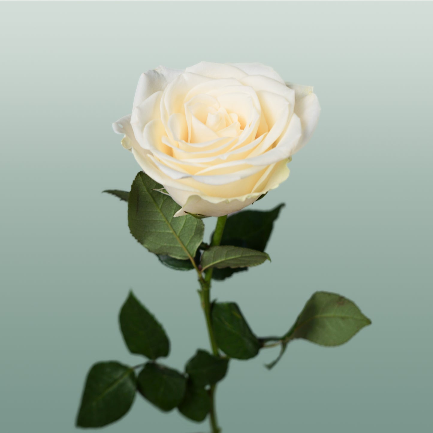 Rose Snowstorm 40-60cm (20 Stems)