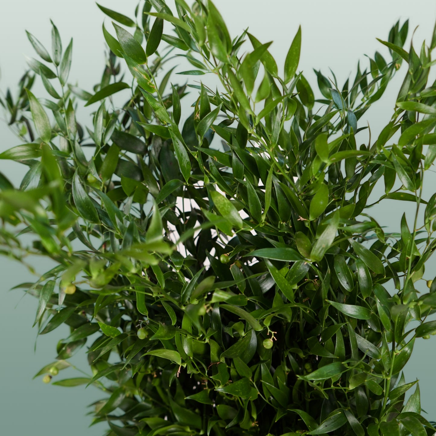 Dec Ruscus Soft (2 Bunches)