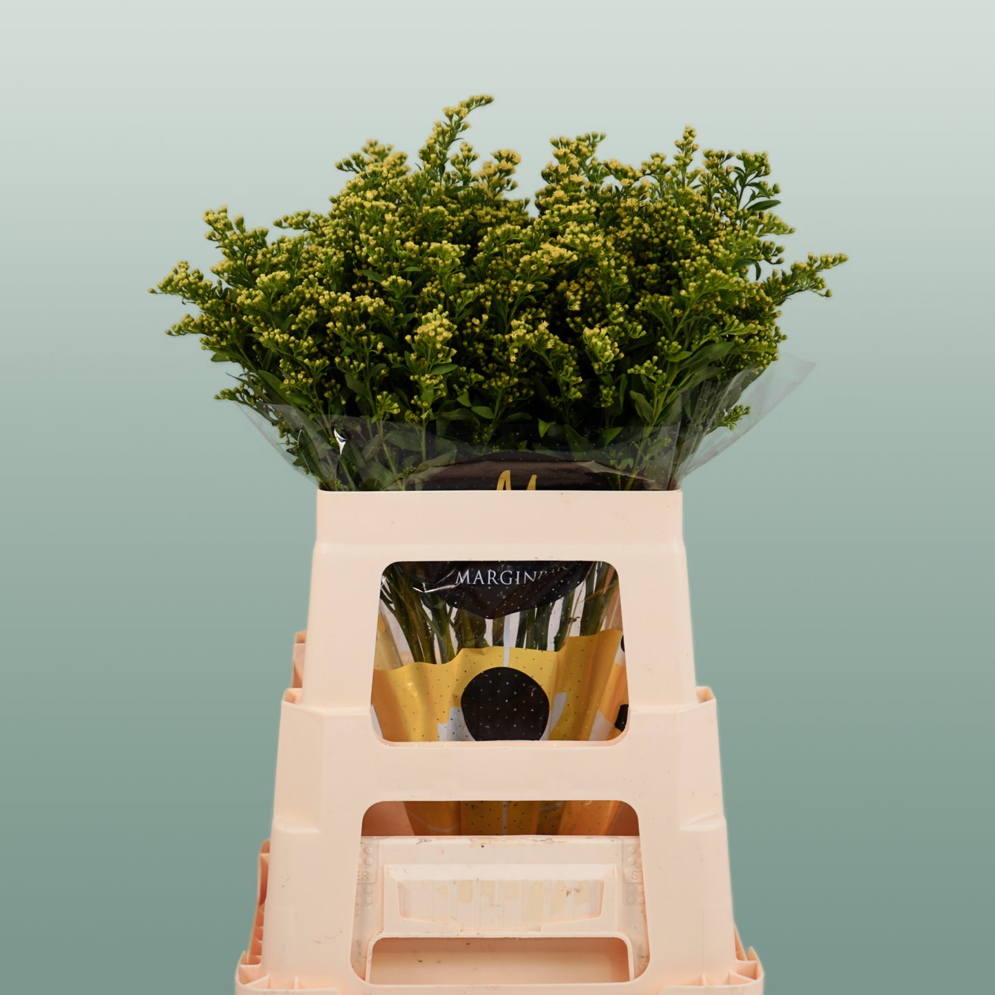 Solidago 60-80cm (25 Stems)