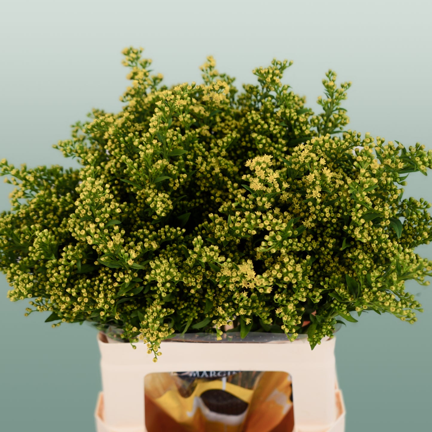 Solidago 60-80cm (25 Stems)