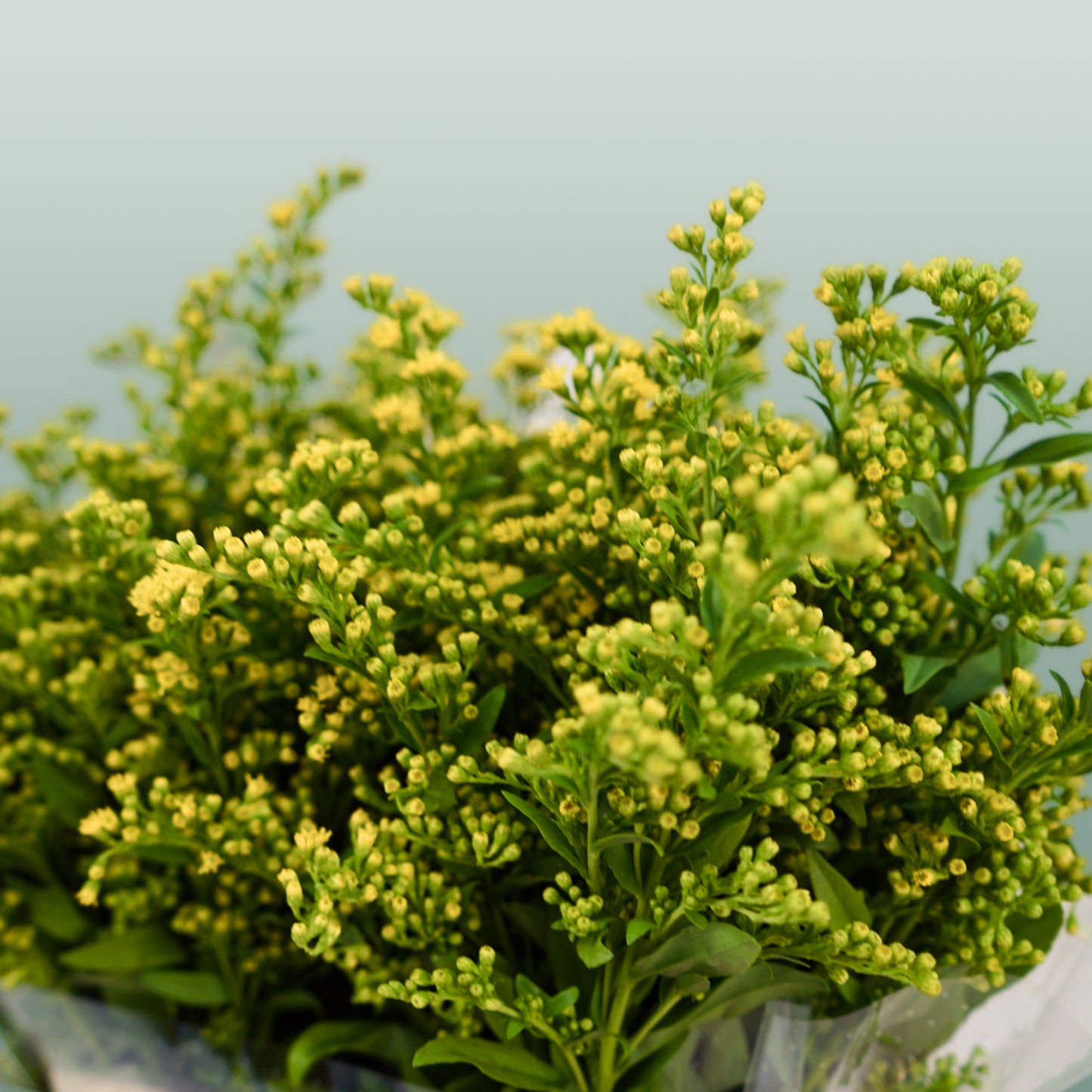 Solidago 60-80cm (25 Stems)