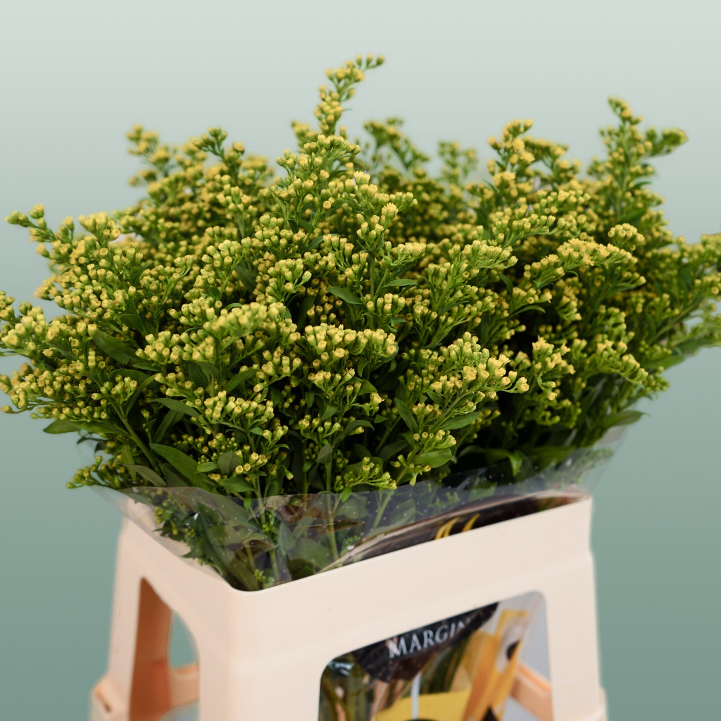 Solidago 60-80cm (25 Stems)