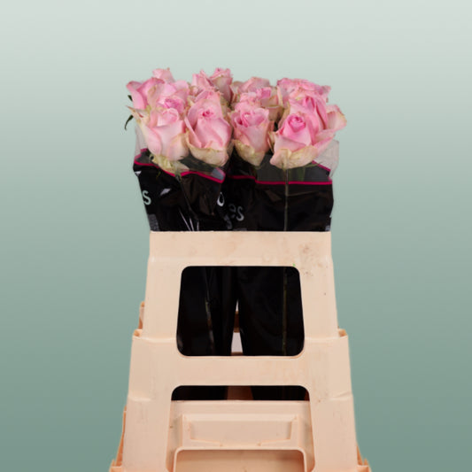 Rose Avalanche Sorbet (20 Stems)