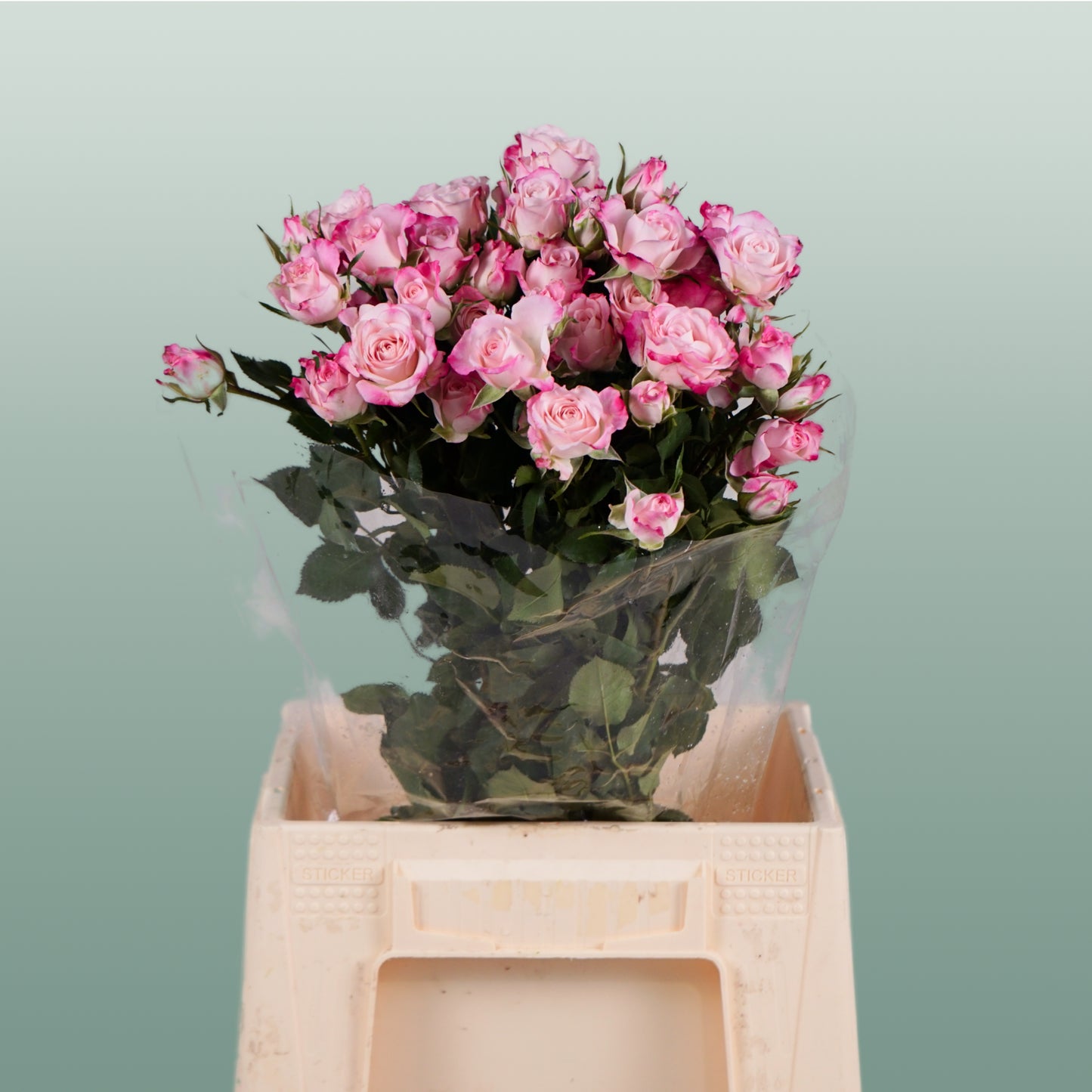 Spray Rose Speaking Blossoms (10 Stems)