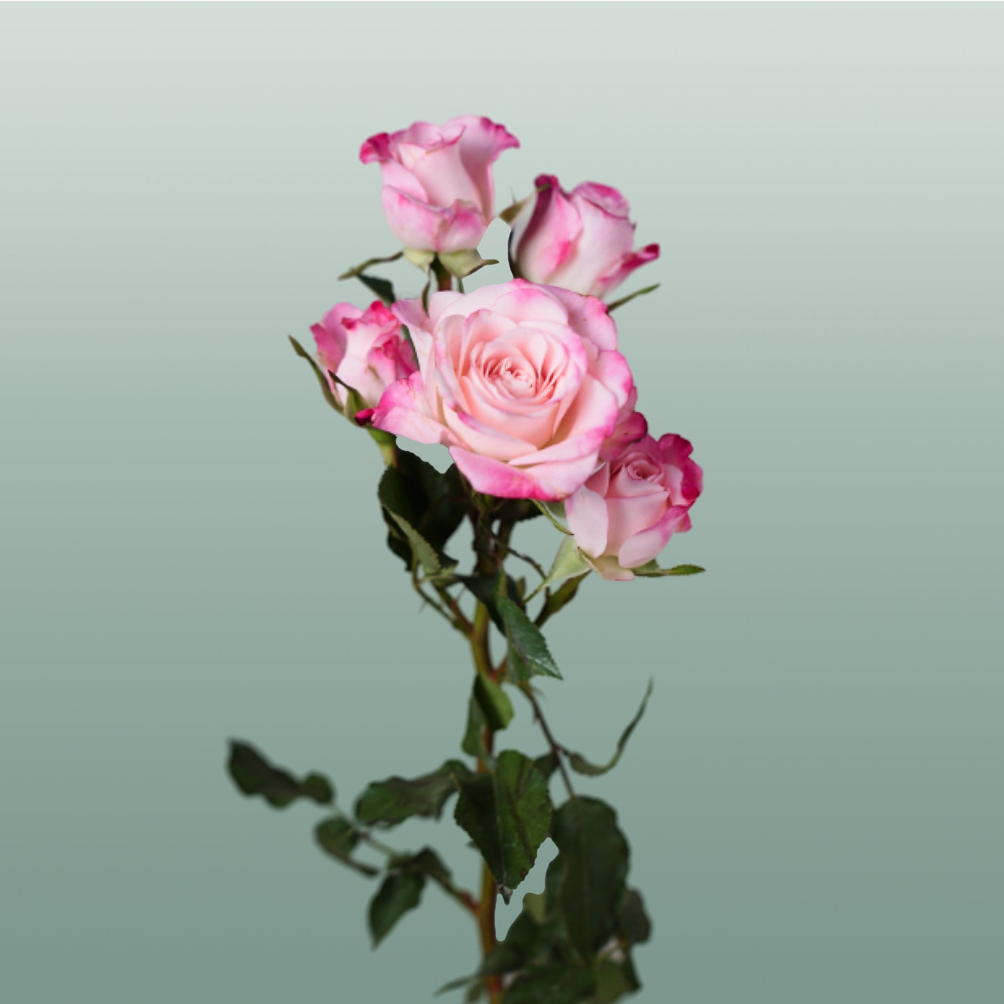 Spray Rose Speaking Blossoms (10 Stems)