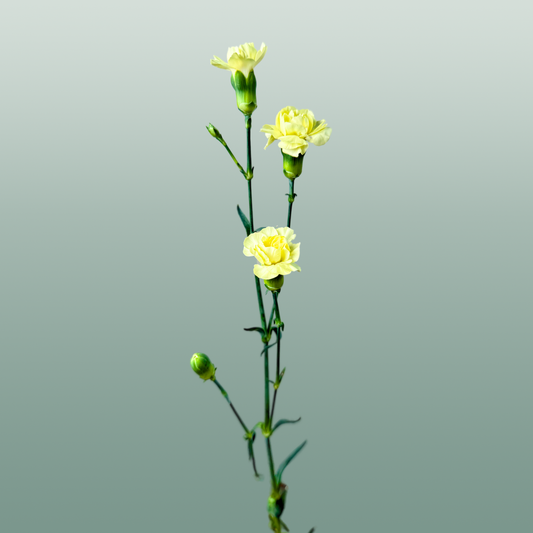 Carnation Spray Ceasar (20 Stems)