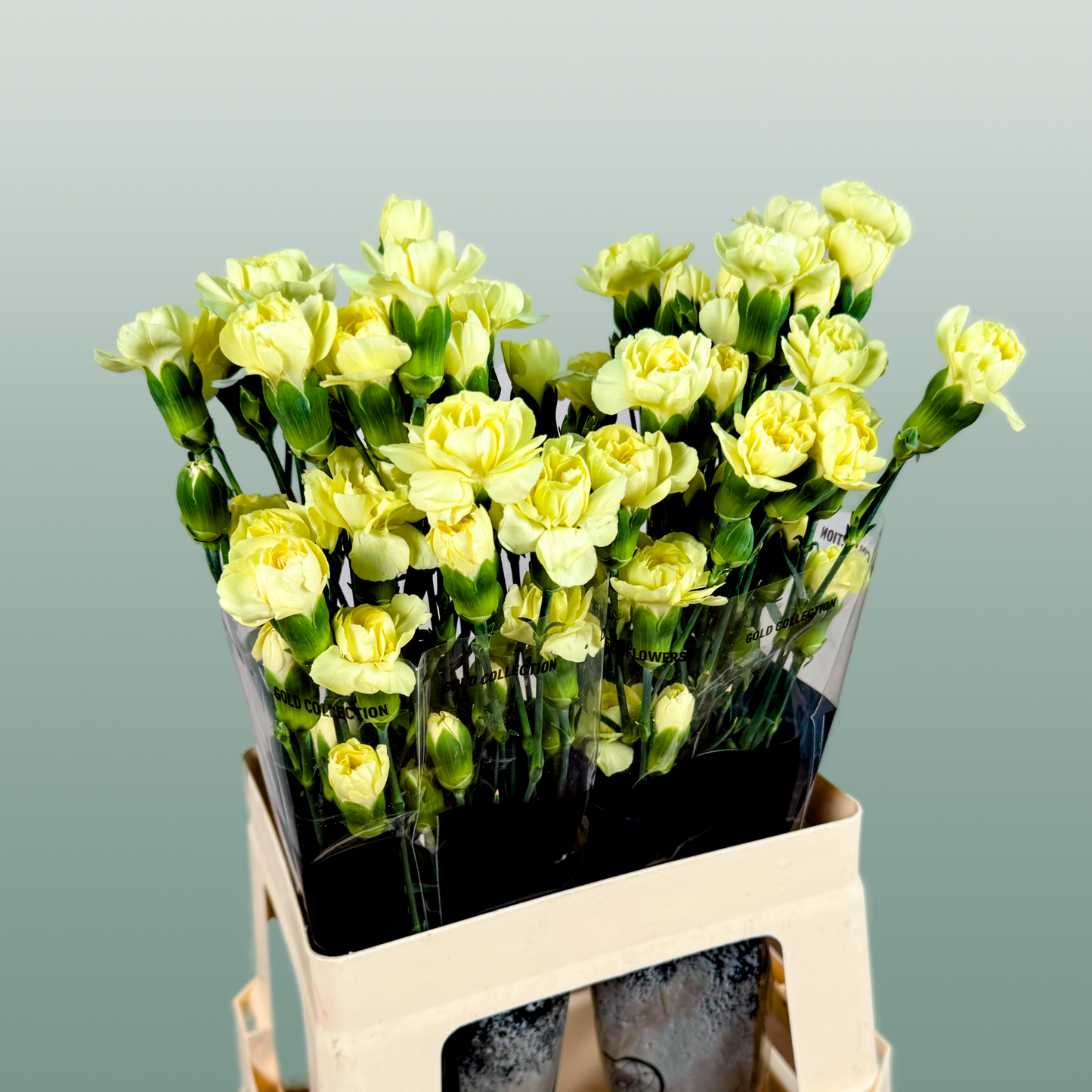 Carnation Spray Ceasar (20 Stems)