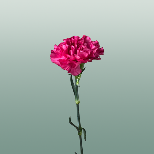 Carnation Standard Bernard