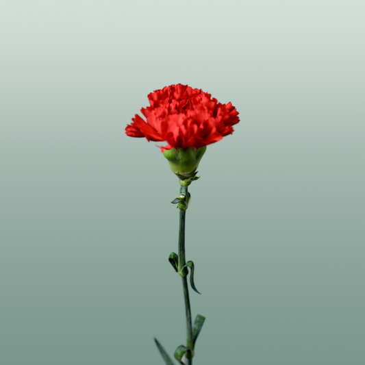 Carnation Standard Don Pedro (20 Stems)