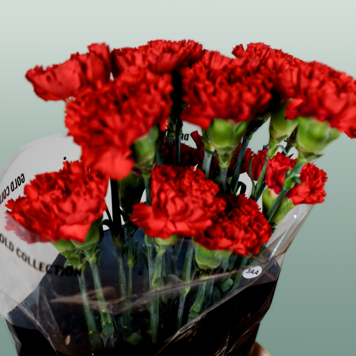 Carnation Standard Don Pedro (20 Stems)