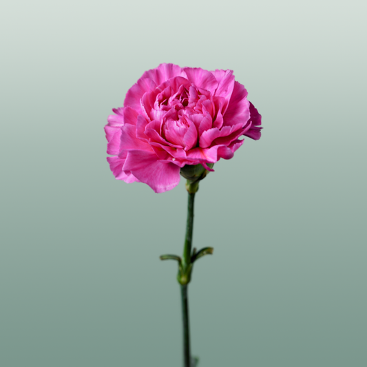 Carnation Standard Farida (20 Stems)