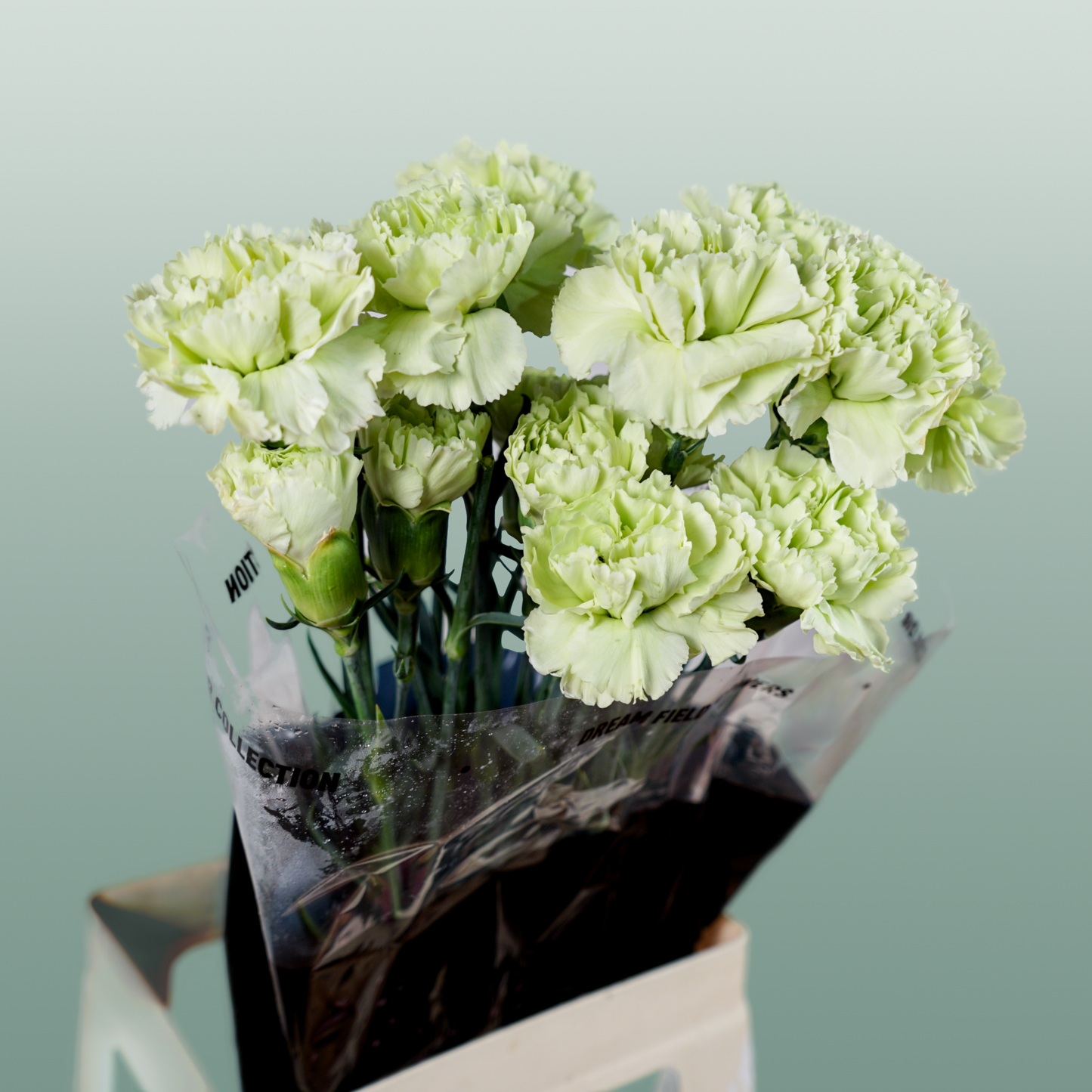 Carnation Standard Goblin