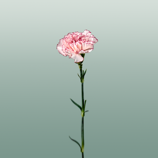 Carnation Standard Mariposa (20 Stems)