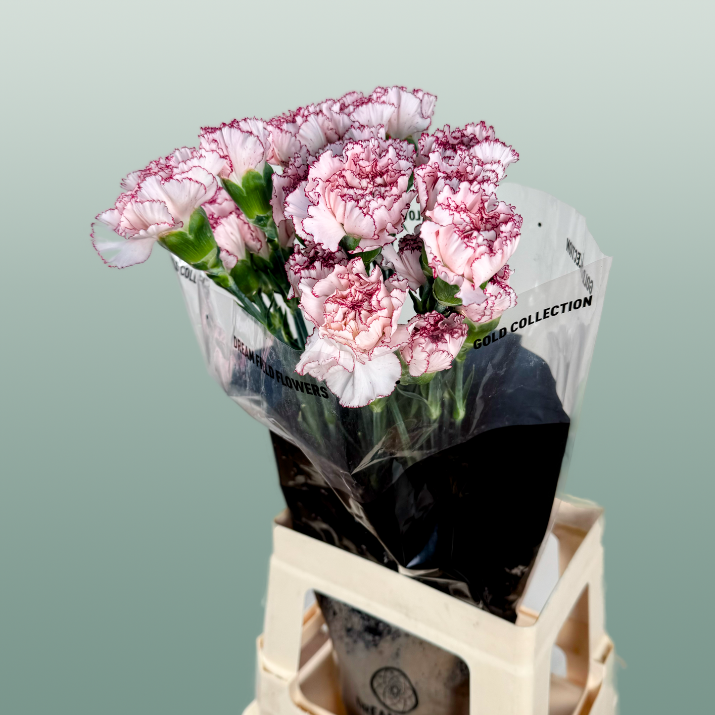 Carnation Standard Mariposa (20 Stems)