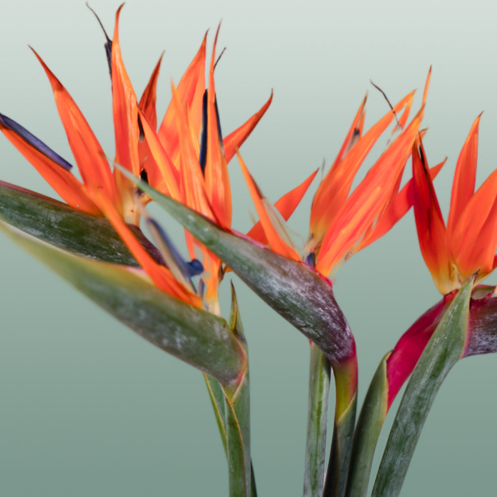 Strelitzia Reginae (6 Stems)