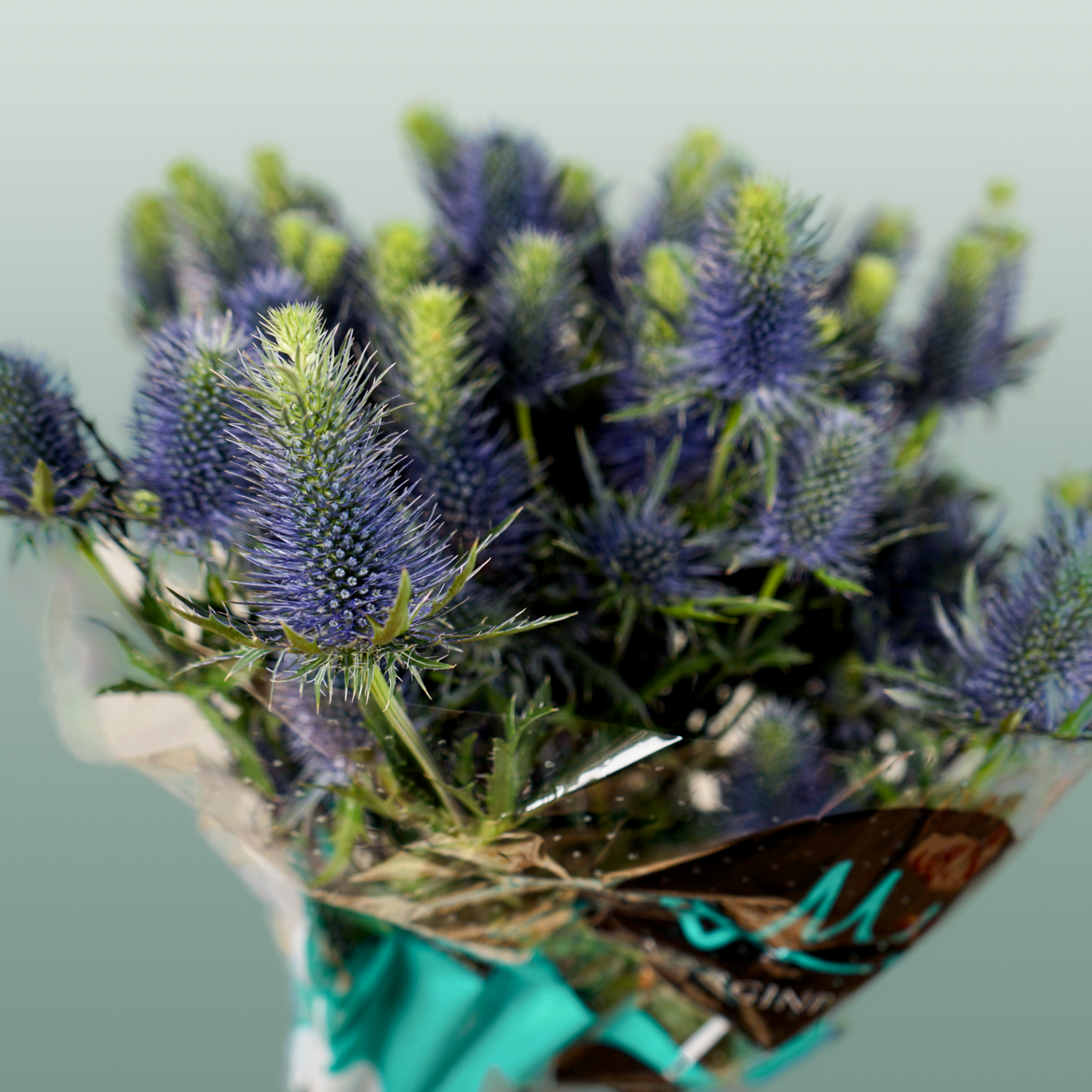 Eyrngium Supernova Questar