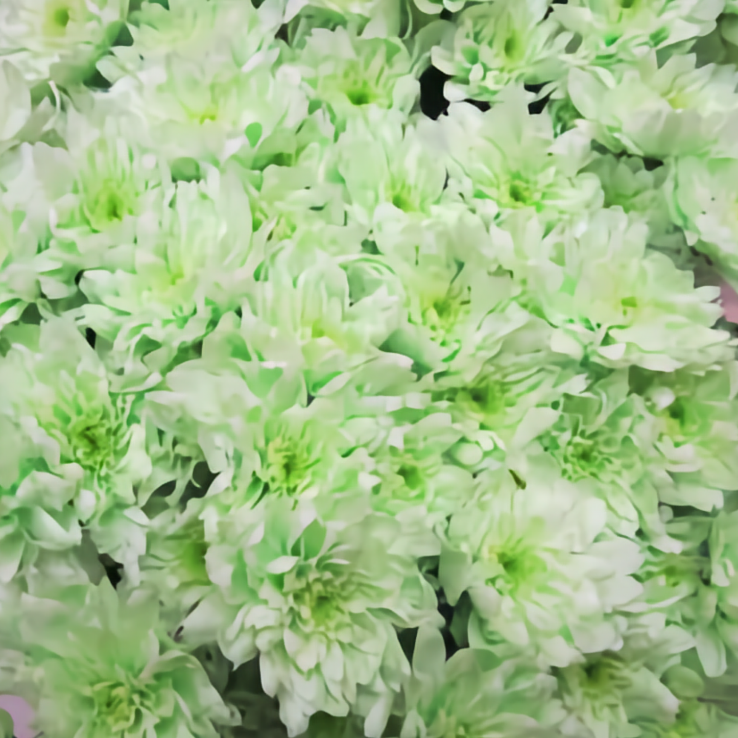 Chrysanthemum Euro Dyed Sweet Green