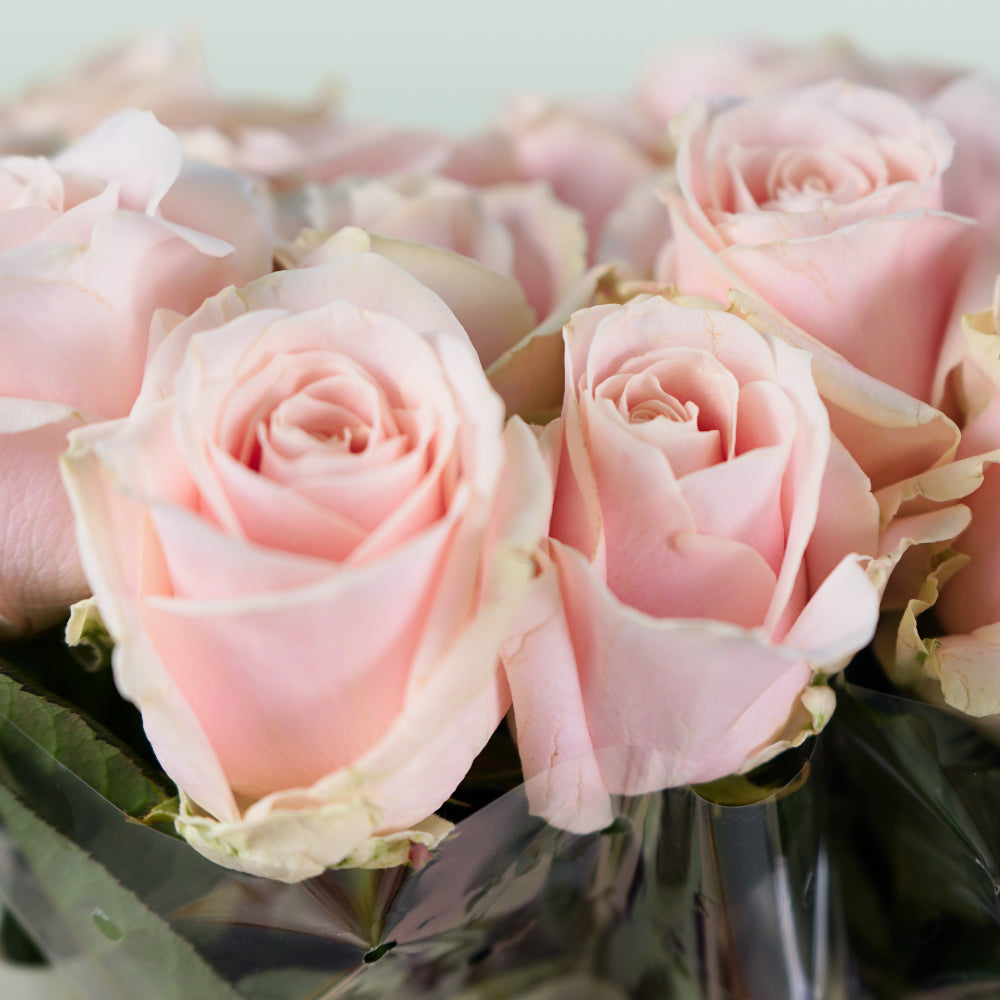 Rose Sweet Avalache 50-60cm (20 Stems)