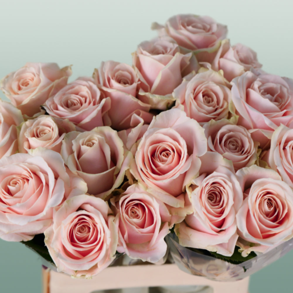 Rose Sweet Avalache 50-60cm (20 Stems)