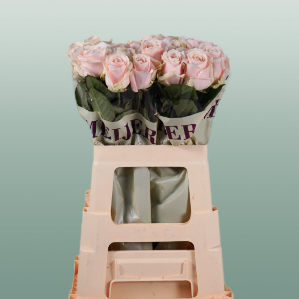 Rose Sweet Avalache 50-60cm (20 Stems)